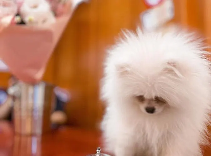 Gallery Sis Ξενοδοχείο